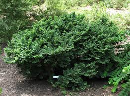 Attēlu rezultāti vaicājumam “Ulmus x hollandica”