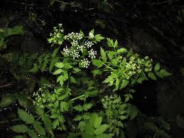 Attēlu rezultāti vaicājumam “Berula erecta leaf”