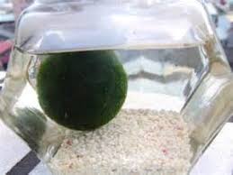 Imagini pentru Cladophora aegagropila