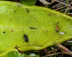Attēlu rezultāti vaicājumam “Pinguicula vulgaris leaf”