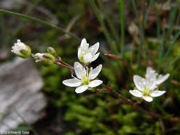 Attēlu rezultāti vaicājumam “Sagina nodosa”