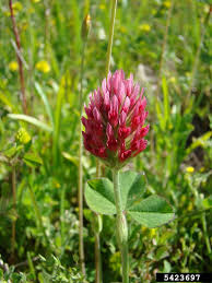 Image result for Trifolium incarnatum