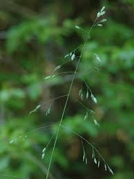 Attēlu rezultāti vaicājumam “Poa remota leaf”