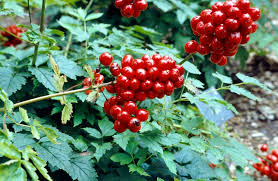 Attēlu rezultāti vaicājumam “Actaea spicata fruit”