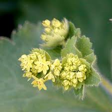 Attēlu rezultāti vaicājumam “Alchemilla subcrenata  flower”