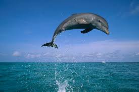 Image result for Tursiops truncatus
