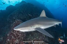 Image result for Carcharhinus galapagensis