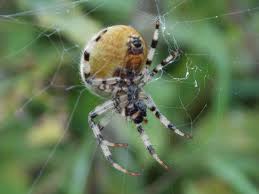 Attēlu rezultāti vaicājumam “Araneus quadratus”