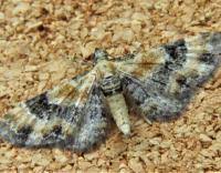 Attēlu rezultāti vaicājumam “Eupithecia linariata”