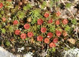 Attēlu rezultāti vaicājumam “Polytrichales”