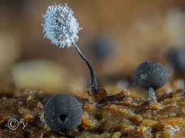 Attēlu rezultāti vaicājumam “Enerthenema papillatum”