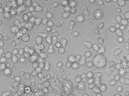 Attēlu rezultāti vaicājumam “Bryum funkii cells”