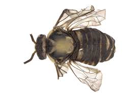 Attēlu rezultāti vaicājumam “Gilpinia”