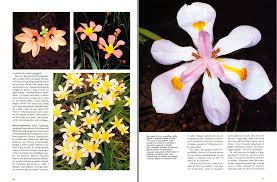 Attēlu rezultāti vaicājumam “Iridaceae”