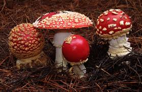 Attēlu rezultāti vaicājumam “fungi”