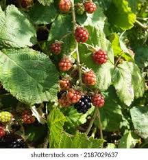 Attēlu rezultāti vaicājumam “Rubus plicatus leaf”