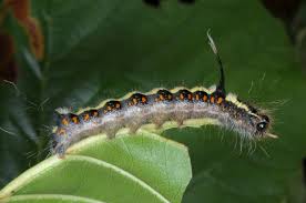 Attēlu rezultāti vaicājumam “Acronicta cuspis”