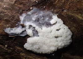 Attēlu rezultāti vaicājumam “Symphytocarpus flaccidus”