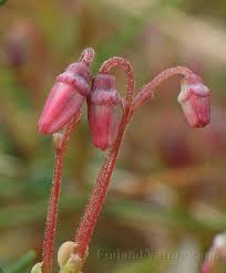 Attēlu rezultāti vaicājumam “Oxycoccus flower”