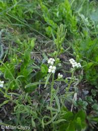 Attēlu rezultāti vaicājumam “Thesium alpinum leaf”