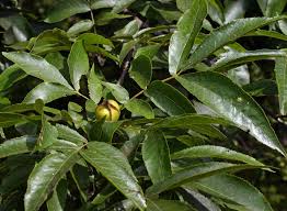 Attēlu rezultāti vaicājumam “Carya cordiformis”