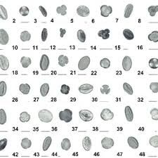 Attēlu rezultāti vaicājumam “Physarum bitectum sessile”