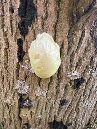 Attēlu rezultāti vaicājumam “Enteridium olivaceum”