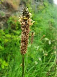Attēlu rezultāti vaicājumam “Plantago lanceolata leaf”