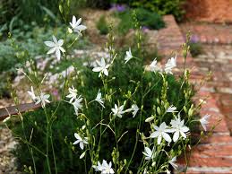 Attēlu rezultāti vaicājumam “Anthericum ramosum”