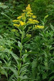 Attēlu rezultāti vaicājumam “Solidago canadensis fruit”