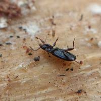 Attēlu rezultāti vaicājumam “Tachyta nana”