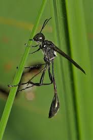 Attēlu rezultāti vaicājumam “Ammophila sp.”