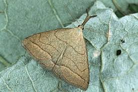 Attēlu rezultāti vaicājumam “Polypogon tentacularius”