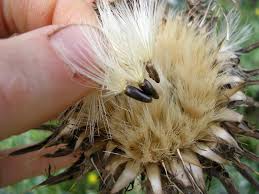 Attēlu rezultāti vaicājumam “Silybum marianum fruit”
