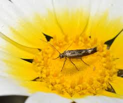 Attēlu rezultāti vaicājumam “Scythris limbella”