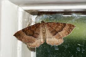 Attēlu rezultāti vaicājumam “Larentia clavaria”