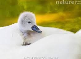 Attēlu rezultāti vaicājumam “Cygnus olor”