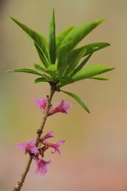 Attēlu rezultāti vaicājumam “Daphne mezereum leaf”