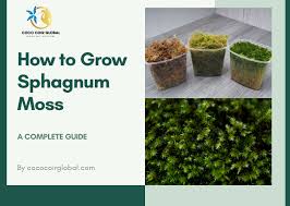 Attēlu rezultāti vaicājumam “Sphagnum”