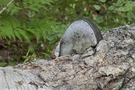 Attēlu rezultāti vaicājumam “Phellinus populicola”