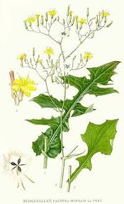 Attēlu rezultāti vaicājumam “Mycelis muralis”