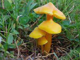 Attēlu rezultāti vaicājumam “Hygrocybe acutoconica”