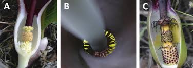 Attēlu rezultāti vaicājumam “Lophocolea minor macro”