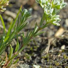 Attēlu rezultāti vaicājumam “Scleranthus perennis flower”