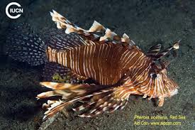Image result for Pterois miles