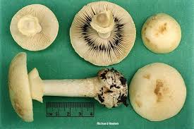 Attēlu rezultāti vaicājumam “Amanita citrina”