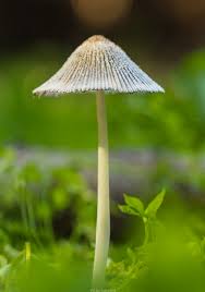 Attēlu rezultāti vaicājumam “Coprinus sp.”