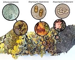Attēlu rezultāti vaicājumam “Lichenoconium xanthoriae”