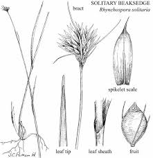 Attēlu rezultāti vaicājumam “Rhynchospora alba leaf”