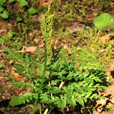 Attēlu rezultāti vaicājumam “Botrychium multifidum”